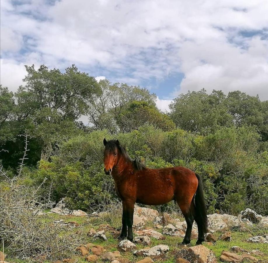 Casa Susanna Rural Sardinia Sini エクステリア 写真