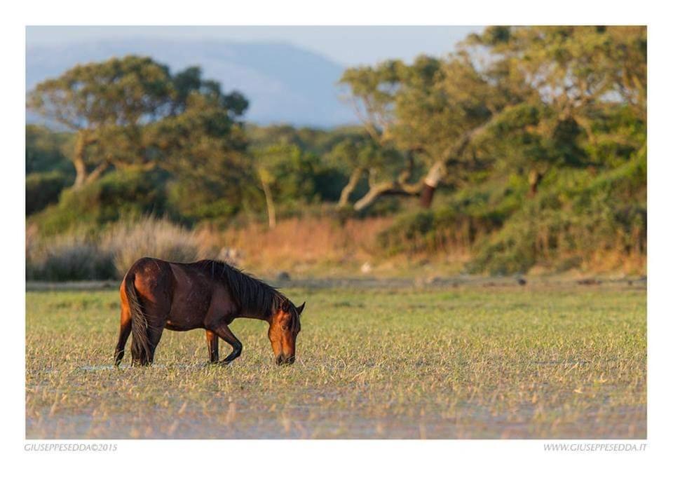 Casa Susanna Rural Sardinia Sini エクステリア 写真